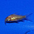 Рыбка Сом коридорас крапчатый золотой 2,5-3 см