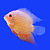 Рыбка Цихлазома Северум золотой красноточечный 4-5 см