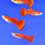 Рыбка Гуппи Красный блондин самцы 3-3,5 см
