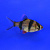 Рыбка Барбус суматранский 3-3,5 см