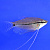 Рыбка Гурами жемчужный 3-4 см