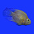 Рыбка Попугай баллон жёлтый 6-7 см