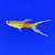 Рыбка Гуппи Эндлера самцы 2,5-3 см