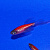 Рыбка Данио леопардовый розовый 2-2,5 см