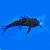 Рыбка Сом синодонтис флаговый 4-5 см