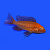 Рыбка Аулонокара земляничная 4-5 см