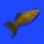 Рыбка Моллинезия золотая лирохвостая 3-4 см