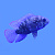 Рыбка Акара бирюзовая 7-8 см